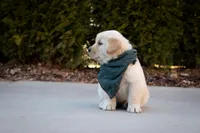 Tucker, a male Golden Retriever for sale in Canon City, CO – Photo 3 of 8