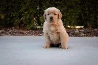 Benji, a male Golden Retriever for sale in Canon City, CO – Photo 2 of 5