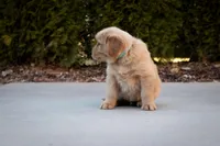 Benji, a male Golden Retriever for sale in Canon City, CO – Photo 5 of 5