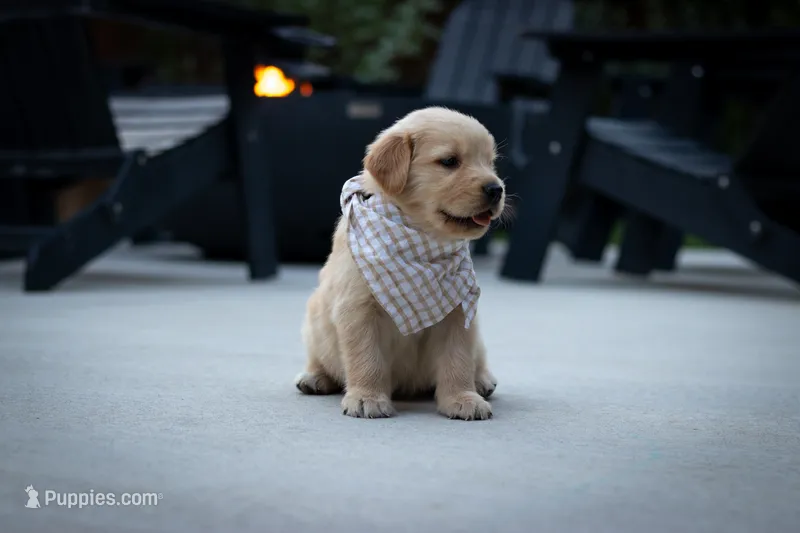 Honey – Golden Retriever puppy for sale in Canon City, CO