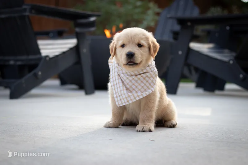Honey – Golden Retriever puppy for sale in Canon City, CO