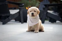Benji, a male Golden Retriever for sale in Canon City, CO – 1 of 5