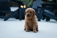Ginger, a female Golden Retriever for sale in Canon City, CO – 3 of 4