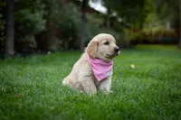 Daisy, a female Golden Retriever for sale in Canon City, CO – 2 of 4
