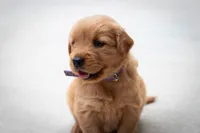 Maggie, a female Golden Retriever for sale in Canon City, CO – 5 of 5