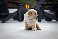 Benji, a male Golden Retriever for sale in Canon City, CO – 3 of 5