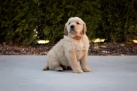 Oakley, a male Golden Retriever for sale in Canon City, CO – Photo 3 of 5