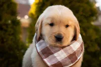 Oakley, a male Golden Retriever for sale in Canon City, CO – Photo 4 of 5