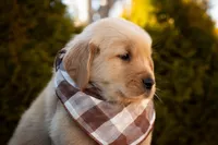 Oakley, a male Golden Retriever for sale in Canon City, CO – Photo 2 of 5