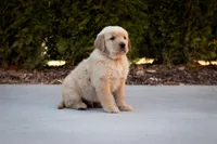 Oakley, a male Golden Retriever for sale in Canon City, CO – Photo 1 of 5