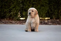 Oakley, a male Golden Retriever for sale in Canon City, CO – Photo 5 of 5