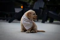 Honey, a female Golden Retriever for sale in Canon City, CO – 3 of 4