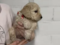 Holly, a female Miniature Goldendoodle for sale in Dallas Center, IA – Photo 7 of 10