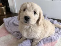 Holly, a female Miniature Goldendoodle for sale in Dallas Center, IA – Photo 2 of 10