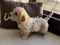 Holly, a female Miniature Goldendoodle for sale in Dallas Center, IA – Photo 3 of 10