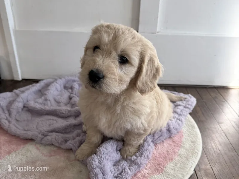 Holly, a female Miniature Goldendoodle for sale in Dallas Center, IA – Photo 1 of 10