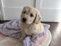 Holly, a female Miniature Goldendoodle for sale in Dallas Center, IA – Photo 1 of 10