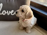 Holly, a female Miniature Goldendoodle for sale in Dallas Center, IA – Photo 6 of 10
