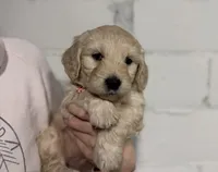 Holly, a female Miniature Goldendoodle for sale in Dallas Center, IA – Photo 8 of 10