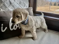 Aspen, a male Miniature Goldendoodle for sale in Dallas Center, IA – Photo 3 of 8