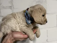 Aspen, a male Miniature Goldendoodle for sale in Dallas Center, IA – Photo 7 of 8