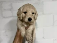 Aspen, a male Miniature Goldendoodle for sale in Dallas Center, IA – Photo 8 of 8