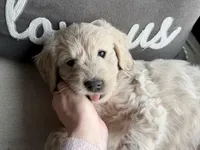 Aspen, a male Miniature Goldendoodle for sale in Dallas Center, IA – Photo 2 of 8