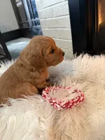 Mocha, a female Miniature Goldendoodle for sale in Dallas Center, IA – Photo 4 of 4