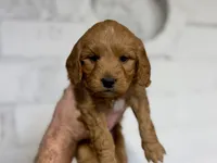 Mocha, a female Miniature Goldendoodle for sale in Dallas Center, IA – Photo 1 of 4
