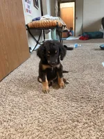 Cleo , a female Bernedoodle for sale in Saint Charles, MO – 4 of 4