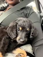 Cleo , a female Bernedoodle for sale in Saint Charles, MO – 2 of 4