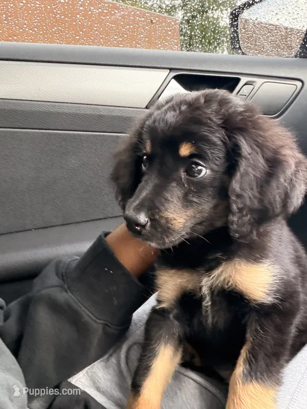 Cleo , a female Bernedoodle for sale in Saint Charles, MO – 1 of 4