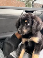 Cleo , a female Bernedoodle for sale in Saint Charles, MO – 1 of 4