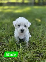 Purebred West Highland Terrier Male puppy, a male West Highland White Terrier for sale in Hartsville, TN – 1 of 3
