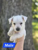 Purebred West Highland Terrier Male puppy, a male West Highland White Terrier for sale in Hartsville, TN – 2 of 3