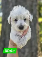 Purebred West Highland Terrier Male puppy, a male West Highland White Terrier for sale in Hartsville, TN – 2 of 3