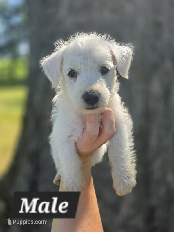 Purebred West Highland Terrier Male puppy – West Highland White Terrier puppy for sale in Hartsville, TN