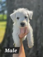 Purebred West Highland Terrier Male puppy, a male West Highland White Terrier for sale in Hartsville, TN – 1 of 3