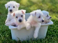 Purebred West Highland Terrier Male puppy, a male West Highland White Terrier for sale in Hartsville, TN – 3 of 3