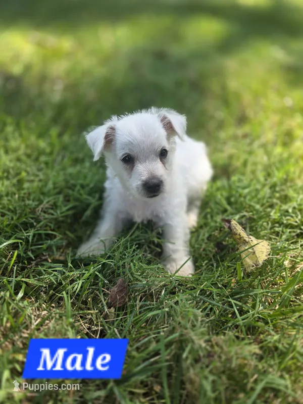Purebred West Highland Terrier Male puppy – West Highland White Terrier puppy for sale in Hartsville, TN