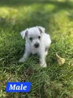 Purebred West Highland Terrier Male puppy, a male West Highland White Terrier for sale in Hartsville, TN – 1 of 3