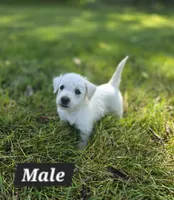 Purebred West Highland Terrier Male puppy, a male West Highland White Terrier for sale in Hartsville, TN – 2 of 3