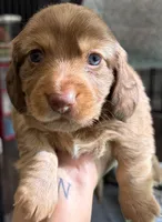 Loretta, a female Miniature Dachshund for sale in Troy, MO – Photo 7 of 10