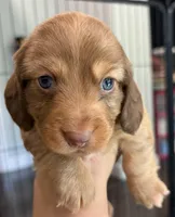 Loretta, a female Miniature Dachshund for sale in Troy, MO – Photo 9 of 10