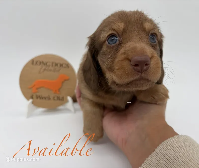 Loretta – Miniature Dachshund puppy for sale in Troy, MO