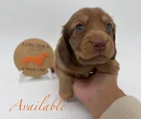 Loretta, a female Miniature Dachshund for sale in Troy, MO – Photo 1 of 10