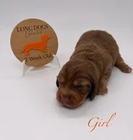 Loretta, a female Miniature Dachshund for sale in Troy, MO – Photo 2 of 10