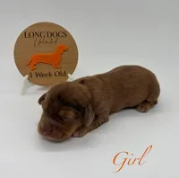 Loretta, a female Miniature Dachshund for sale in Troy, MO – Photo 3 of 10
