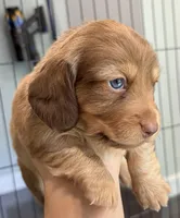 Loretta, a female Miniature Dachshund for sale in Troy, MO – Photo 6 of 10