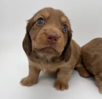 Loretta, a female Miniature Dachshund for sale in Troy, MO – Photo 5 of 10